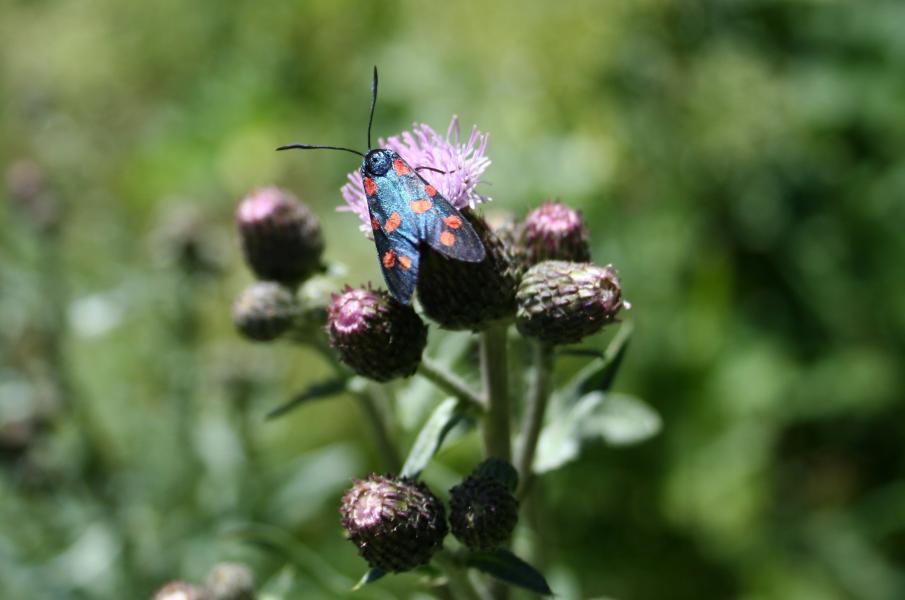 Insetti al Corno alle Scale (BO)